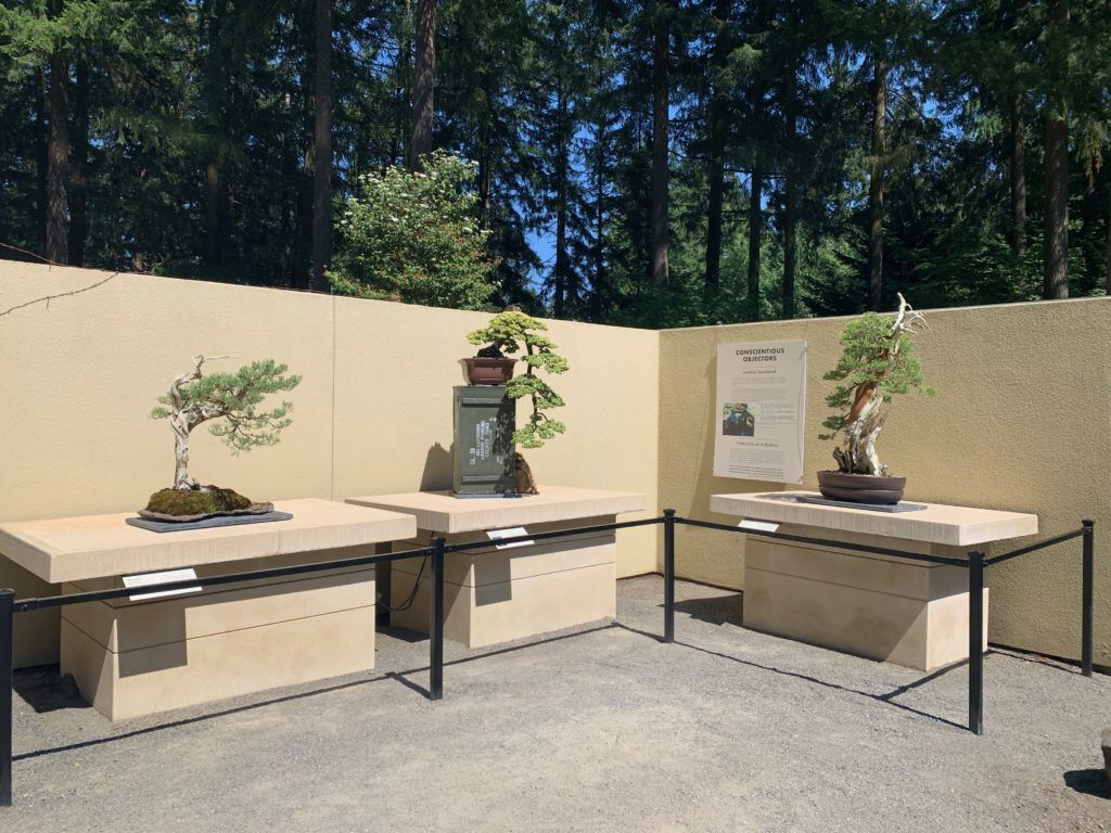 Exhibit in Federal Way Showcases the History of Bonsai Artists